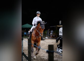 Belgian Warmblood, Gelding, 14 years, 17 hh, Bay-Dark