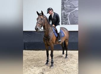 Belgian Warmblood, Gelding, 14 years