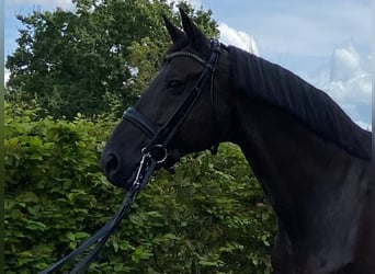 Belgian Warmblood, Gelding, 15 years, 16.2 hh, Black