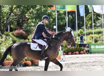 Belgian Warmblood, Gelding, 15 years, 16 hh, Brown