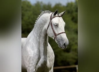 Belgian Warmblood, Gelding, 15 years, 16 hh, Gray