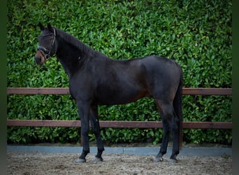 Belgian Warmblood, Gelding, 15 years, 17.1 hh, Bay-Dark