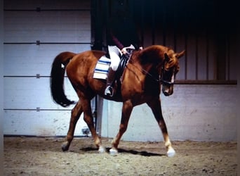 Belgian Warmblood, Gelding, 15 years, 17,3 hh, Chestnut-Red