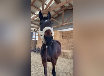 Belgian Warmblood, Gelding, 16 years, 16.2 hh, Brown