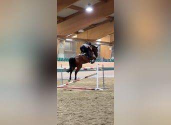 Belgian Warmblood, Gelding, 16 years, 17 hh, Brown
