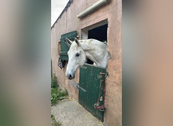 Belgian Warmblood, Gelding, 16 years, 17 hh, Grey
