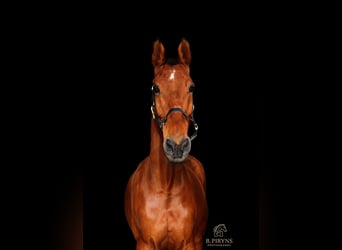 Belgian Warmblood, Gelding, 17 years, 16.2 hh, Brown