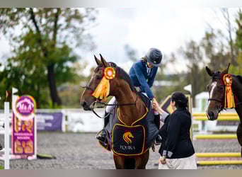 Belgian Warmblood, Gelding, 17 years, 17 hh, Bay-Dark