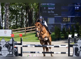 Belgian Warmblood, Gelding, 17 years, 17 hh, Chestnut