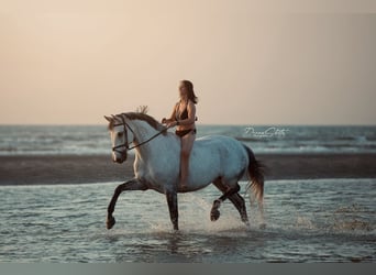 Belgian Warmblood, Gelding, 18 years, 16.3 hh, Grey