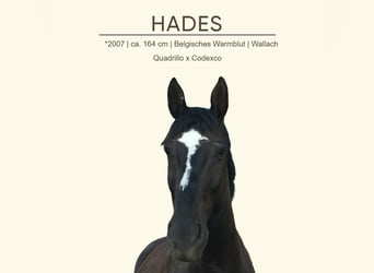 Belgian Warmblood, Gelding, 18 years, 16 hh, Black