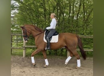 Belgian Warmblood, Gelding, 18 years, 17.3 hh, Chestnut-Red