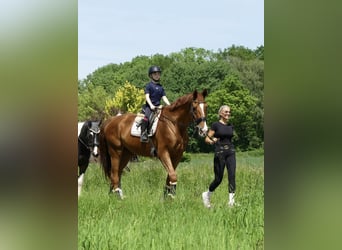 Belgian Warmblood, Gelding, 18 years, 17.3 hh, Chestnut-Red