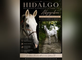 Belgian Warmblood, Gelding, 19 years, 16.1 hh, Grey
