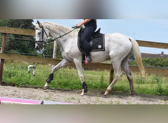 Belgian Warmblood, Gelding, 21 years, 16,1 hh, Gray