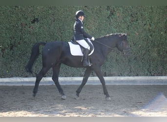 Belgian Warmblood, Gelding, 21 years, 16 hh, Black