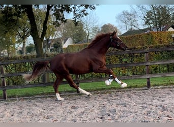 Belgian Warmblood, Gelding, 2 years, 15,3 hh, Chestnut