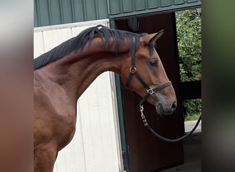 Belgian Warmblood, Gelding, 2 years, 16,1 hh, Brown