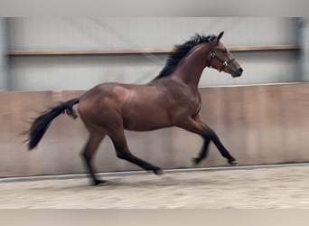 Belgian Warmblood, Gelding, 2 years, 16,1 hh, Brown