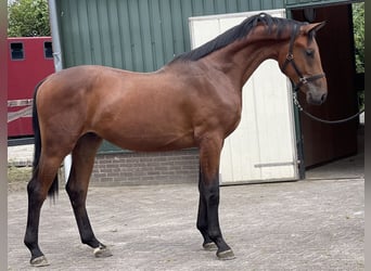 Belgian Warmblood, Gelding, 2 years, 16,1 hh, Brown