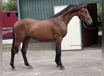 Belgian Warmblood, Gelding, 2 years, 16,1 hh, Brown