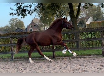 Belgian Warmblood, Gelding, 2 years, 16 hh, Chestnut