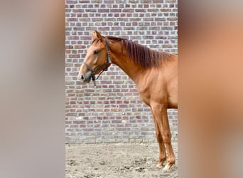 Belgian Warmblood, Gelding, 2 years, Chestnut-Red