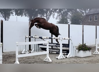 Belgian Warmblood, Gelding, 3 years, 14.3 hh, Chestnut