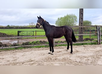 Belgian Warmblood, Gelding, 3 years, 15.2 hh, Black