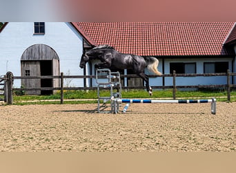 Belgian Warmblood, Gelding, 3 years, 15.2 hh, Grey