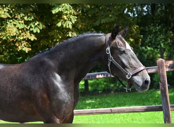 Belgian Warmblood, Gelding, 3 years, 15.3 hh, Gray