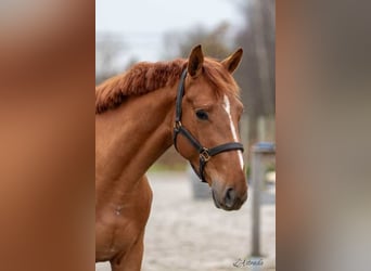 Belgian Warmblood, Gelding, 3 years, 15,2 hh, Chestnut