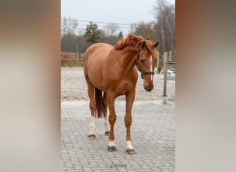 Belgian Warmblood, Gelding, 3 years, 15,2 hh, Chestnut