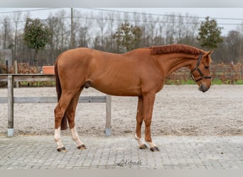 Belgian Warmblood, Gelding, 3 years, 15,2 hh, Chestnut