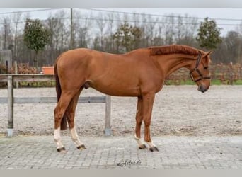 Belgian Warmblood, Gelding, 3 years, 15,2 hh, Chestnut