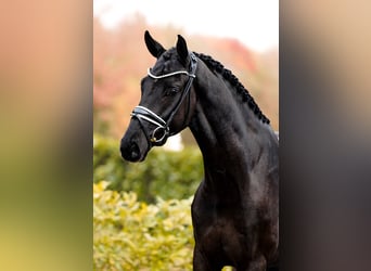 Belgian Warmblood, Gelding, 3 years, 16,1 hh, Black