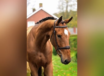 Belgisches Warmblut, Wallach, 3 Jahre, 16,1 hh, Brauner