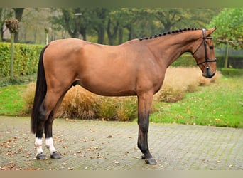 Belgisches Warmblut, Wallach, 3 Jahre, 16,1 hh, Brauner