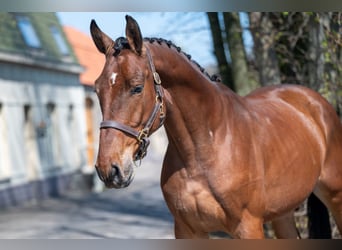 Belgian Warmblood, Gelding, 3 years, 16.1 hh, Brown