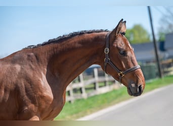 Belgian Warmblood, Gelding, 3 years, 16.1 hh, Brown
