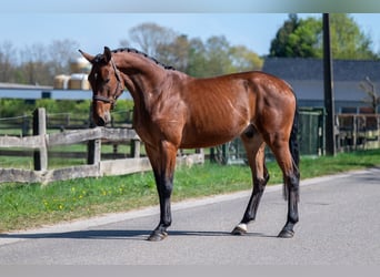 Belgian Warmblood, Gelding, 3 years, 16.1 hh, Brown