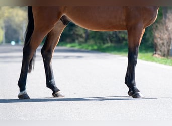 Belgian Warmblood, Gelding, 3 years, 16.1 hh, Brown