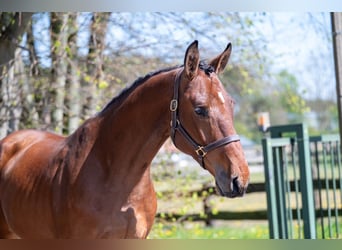 Belgian Warmblood, Gelding, 3 years, 16.1 hh, Brown