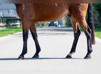 Belgian Warmblood, Gelding, 3 years, 16.1 hh, Brown