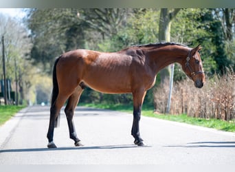 Belgian Warmblood, Gelding, 3 years, 16.1 hh, Brown