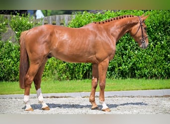 Belgian Warmblood, Gelding, 3 years, 16.1 hh, Chestnut-Red