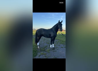 Belgian Warmblood, Gelding, 3 years, 16,1 hh, Gray-Blue-Tan