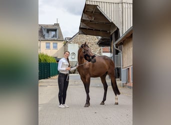 Belgian Warmblood, Gelding, 3 years, 16.2 hh, Bay-Dark