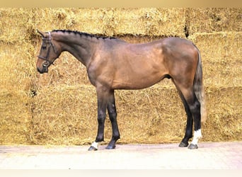 Belgian Warmblood, Gelding, 3 years, 16.2 hh, Brown