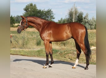 Belgian Warmblood, Gelding, 3 years, 16,2 hh, Brown